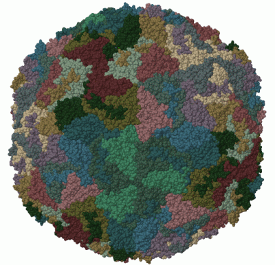 Image Biol.Unit 1 - manually