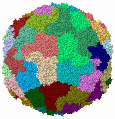 Image Biol.Unit 1 - manually
