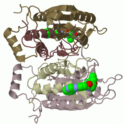 Image Biol.Unit 1 - manually