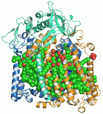 Image Asym./Biol. Unit - manually