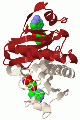 Image Biol.Unit 1 - manually