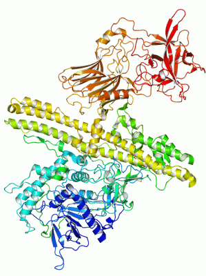 Image Asym./Biol. Unit - manually