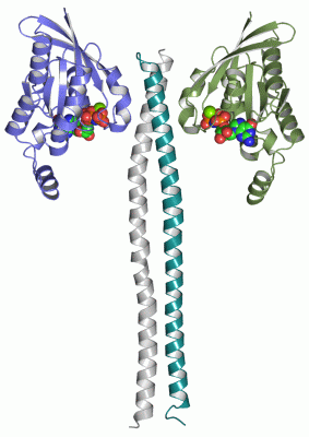 Image Asym./Biol. Unit - manually