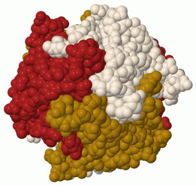 Image Biol.Unit 1 - manually