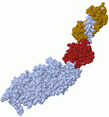 Image Asym./Biol. Unit - manually