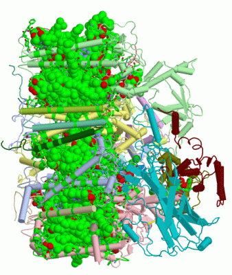 Image Biol.Unit 1 - manually