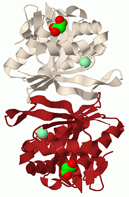 Image Biol.Unit 1 - manually