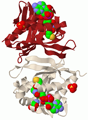 Image Biol.Unit 1 - manually