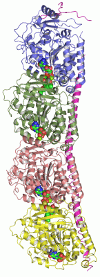 Image Asym./Biol. Unit - manually