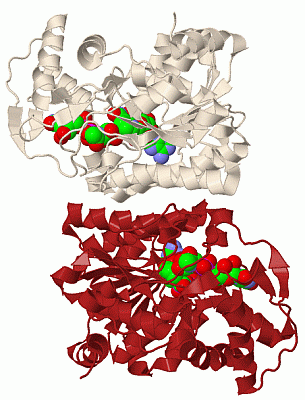 Image Biol.Unit 1 - manually