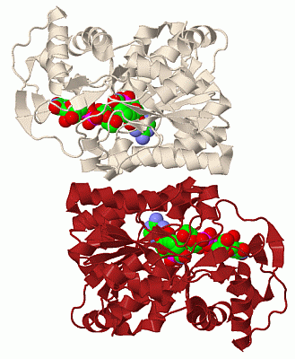 Image Biol.Unit 1 - manually