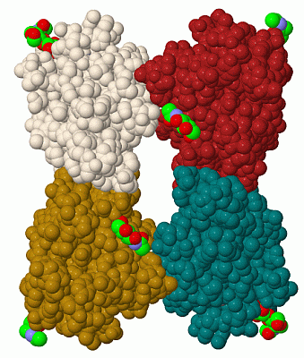 Image Biol.Unit 1 - manually