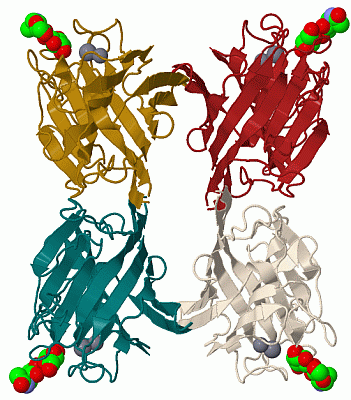 Image Biol.Unit 1 - manually