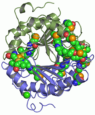 Image Asym./Biol. Unit - manually