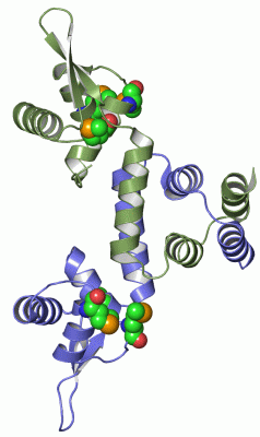 Image Asym./Biol. Unit - manually
