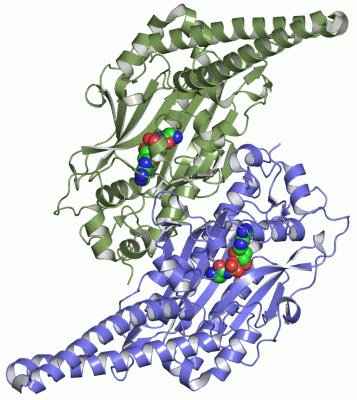 Image Asym./Biol. Unit - manually