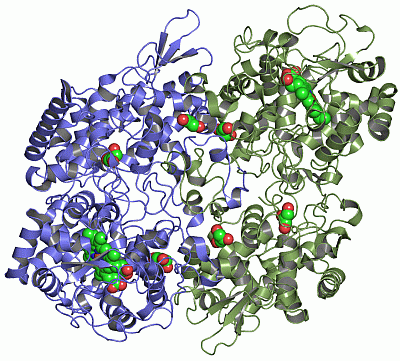 Image Asym./Biol. Unit - manually