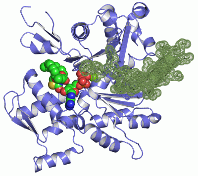 Image Asym./Biol. Unit - manually