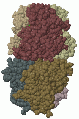 Image Biol.Unit 1 - manually