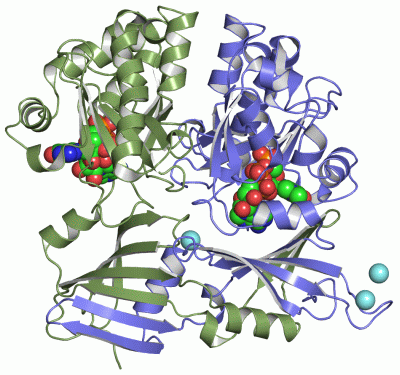 Image Asym./Biol. Unit - manually