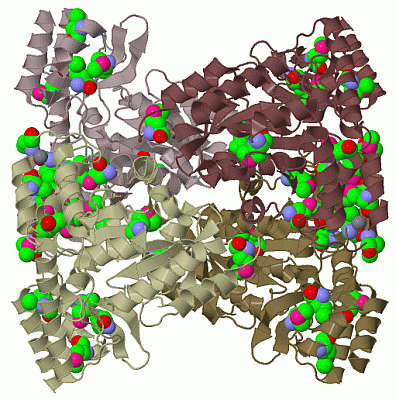 Image Biol.Unit 1 - manually