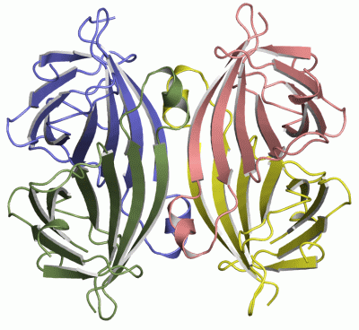 Image Asym./Biol. Unit - manually