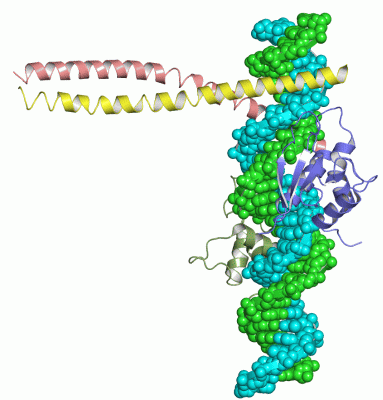 Image Asym./Biol. Unit - manually