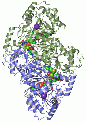 Image Asym./Biol. Unit - manually