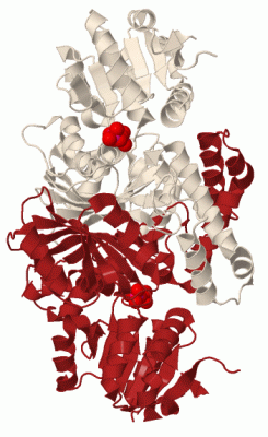 Image Biol.Unit 1 - manually