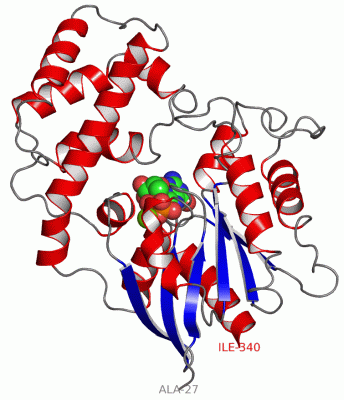 Image Asym./Biol. Unit - manually