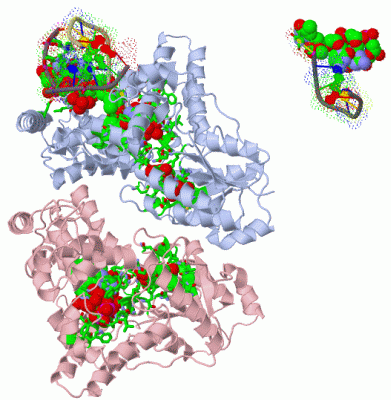 Image Biol.Unit 1 - manually