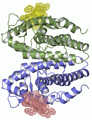 Image Asym./Biol. Unit - manually