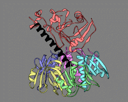 Image Asym./Biol. Unit - manually