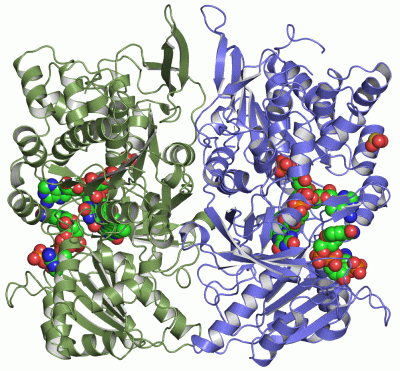 Image Asym./Biol. Unit - manually