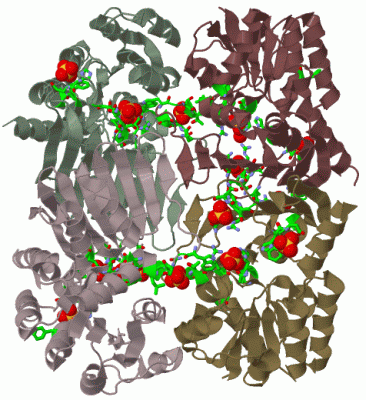 Image Biol.Unit 1 - manually