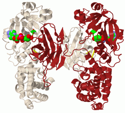 Image Biol.Unit 1 - manually