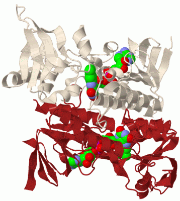 Image Biol.Unit 1 - manually