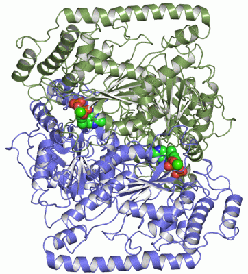 Image Asym./Biol. Unit - manually