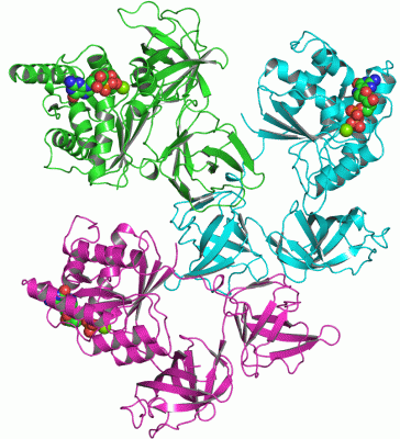 Image Asym./Biol. Unit - manually