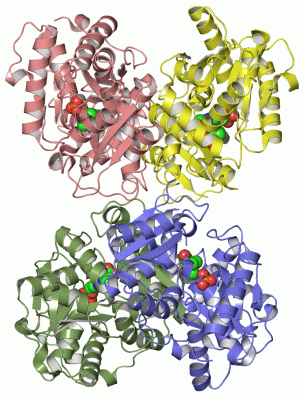 Image Asym./Biol. Unit - manually