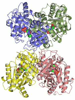 Image Asym./Biol. Unit - manually