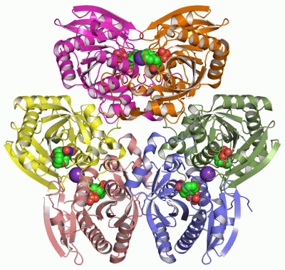 Image Asym./Biol. Unit - manually