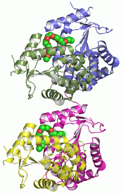 Image Asym./Biol. Unit - manually