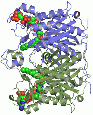 Image Asym./Biol. Unit - manually