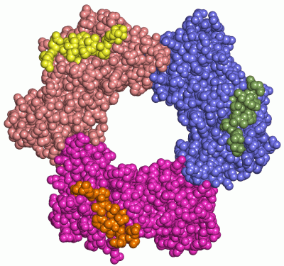 Image Asym./Biol. Unit - manually