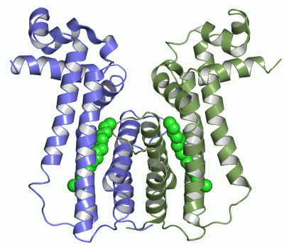 Image Asym./Biol. Unit - manually