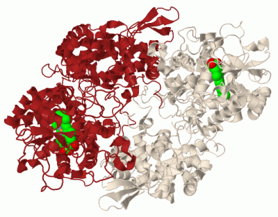 Image Biol.Unit 1 - manually