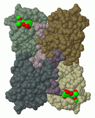 Image Biol.Unit 1 - manually