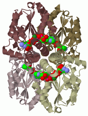 Image Biol.Unit 1 - manually