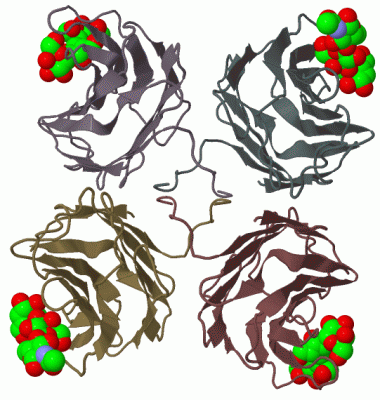 Image Biol.Unit 1 - manually